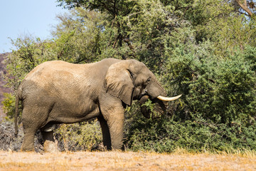 African desert elephant pulling off leaves with his trunk in Damaraland, Namibia.