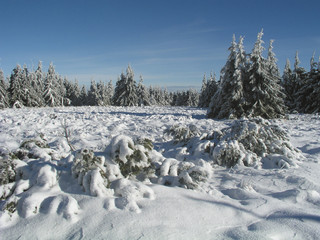 Winter in the woods