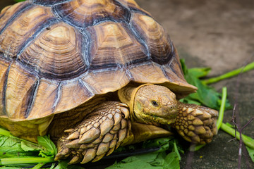 turtle in the zoo.