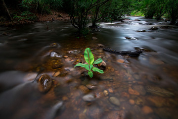 leaf in waterfall Soft tree in the river amezing leaf 