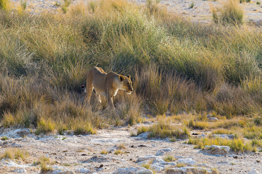 Lonely lioness walks out of tall grass in Etosha national park, Namibia.