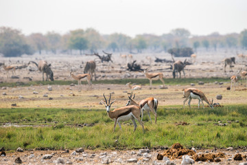 Springboks and zebras grazing in african savanna of Etosha national park, Namibia.