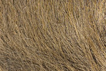 A background of dried grass. Dry grass lying in a continuous layer. Background.