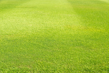 Green grass background