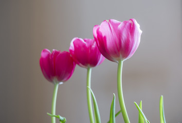 Three pink tulips softly lit by natural light, plain background, simple spring composition