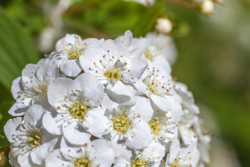 Closeup of flowering shrub bridal wreath spirea, floral background