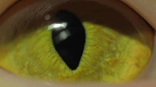 Extreme close-up of yellow cat's eye