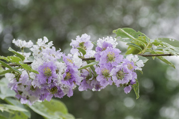 Lagerstroemia on Bokeh background