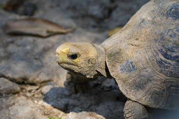 Obraz premium Image of a turtle head on nature background. Amphibians animals.