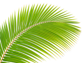 Coconut leaf isolated 