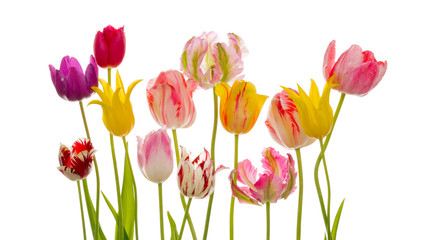 Flowers tulips on a white background
