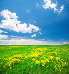 Obraz premium Green field with flowers under blue cloudy sky