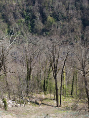 Fototapeta na wymiar Forest in the mountains in spring