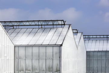 Fototapeta na wymiar Whitened greenhouses