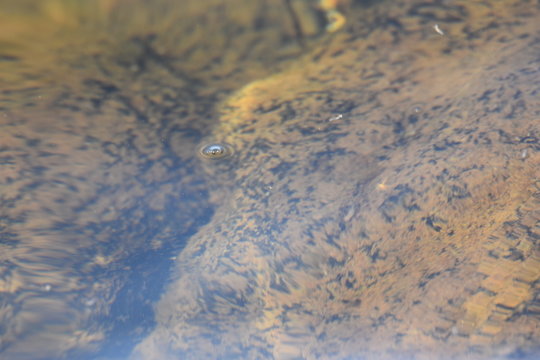 Steine unter Wasser