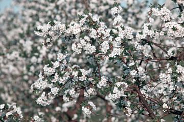 orchard tree branch with flowers spring season nature background
