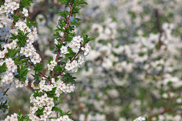 orchard tree branch with flowers spring season