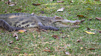 Image of a crocodile on the grass. Reptile Animals.