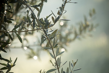 coltivazione di  ulivi in Puglia