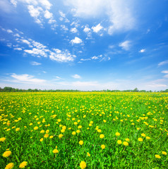 Green field with flowers under blue cloudy sky