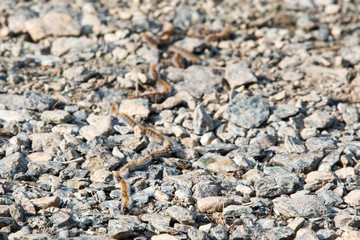  Caterpillar Pine Processionary