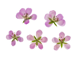 Pressed and dried flower siberian geranium, isolated