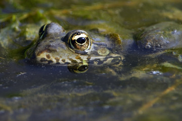 Rana esculenta / Grenouille verte