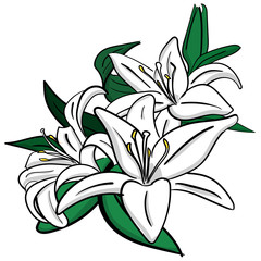 Three white lilies with green leaves on a white background eps 10 illustration