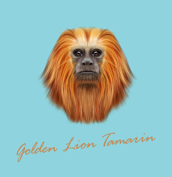 Vector Illustrated portrait of Golden lion tamarin monkey