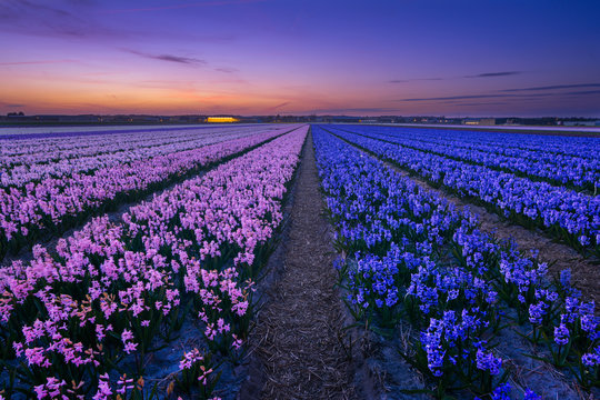 Happy Hyacinths