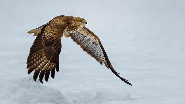 Common buzzard flying over snow
