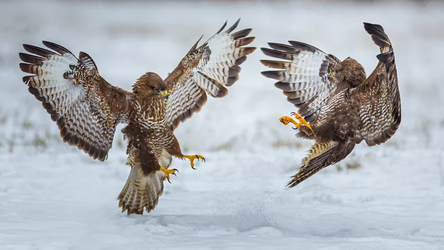 Two common buzzards flying toward each other
