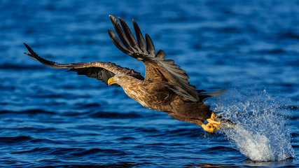 Sea eagle flying away from water surface