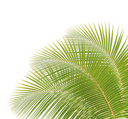 Obraz premium Green coconut leaf isolated