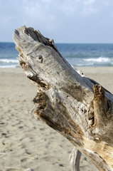 Tirrenia Calambrone spiaggia in inverno