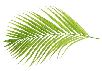 Voilages Palmier Feuille de noix de coco verte isolée