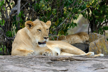Naklejka na ściany i meble Lion in National park of Kenya