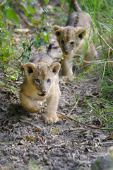 African lion cub