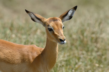 Impala on savanna in Africa