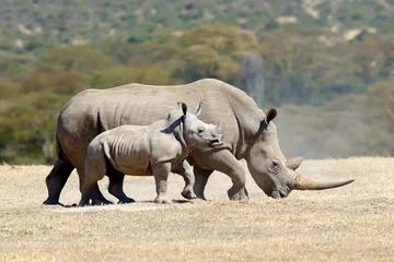 Gordijnen African white rhino © byrdyak