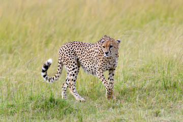 Wild african cheetah