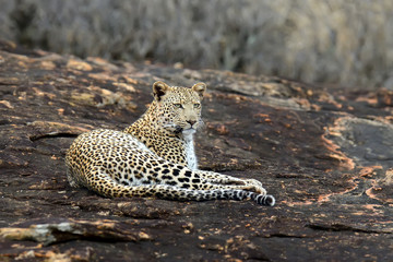 Leopard in National park of Kenya