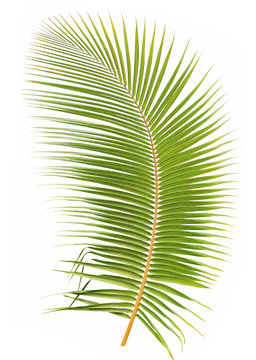 Green coconut leaf isolated