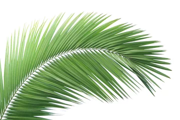 Papier Peint photo Lavable Palmier Feuille de palmier vert isolé