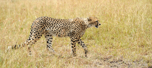 Wild african cheetah