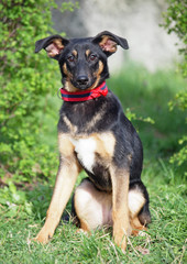 The cute puppy sitting on a lawn