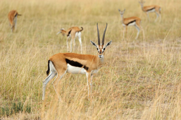 Thomson's gazelle on savanna