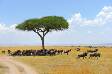 Wildebeest in National park of Africa
