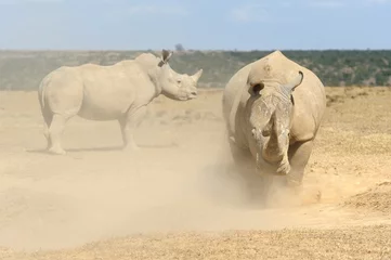 Papier peint photo autocollant rond Rhinocéros African white rhino