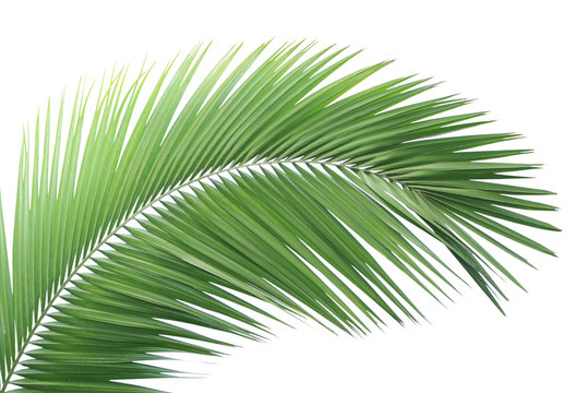 Green palm leaf isolated